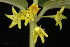 Vincetoxicum hirundinaria